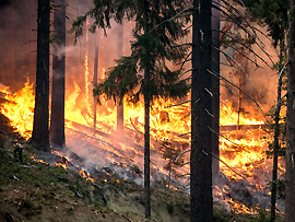 Waldbrand - flüchten Sie quer zur Windrichtung